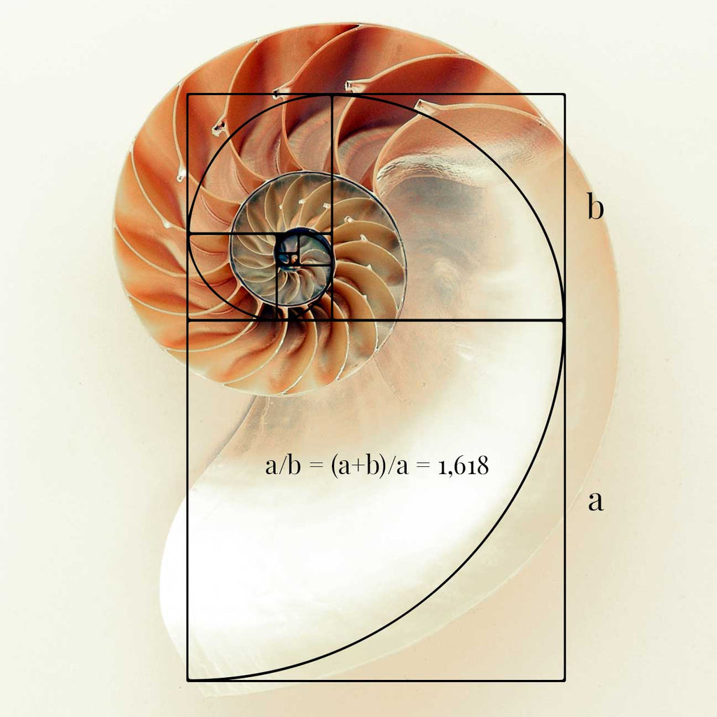 The golden ratio through the nautilus shell